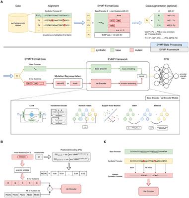 EVMP: enhancing machine learning models for synthetic promoter strength prediction by Extended Vision Mutant Priority framework